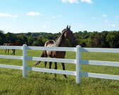 Horse Fence