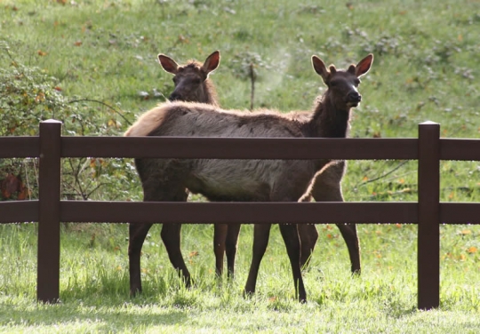 2 Rail Horse Fence - Vinyl Wholesale Horse Fencing - Ranch Fence